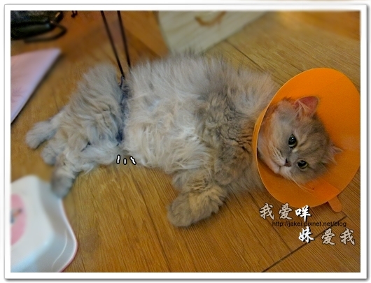 100504 內褲咩 08.jpg 100504 內褲咩 08.jpg