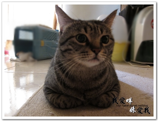 100320 球球來作客 13.jpg