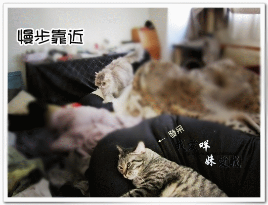 100326 班克愛懶骨頭 08.gif