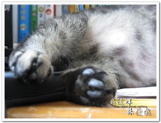 100507 肚菇班貓 11.jpg 100507 肚菇班貓 11.jpg