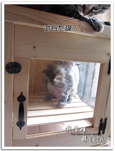 100505 雙貓嚕毛 27.jpg 100505 雙貓嚕毛 27.jpg