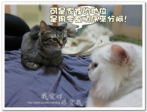 20100720  黑白貓對話 07.jpg