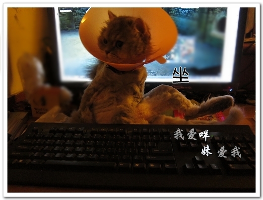 100505 雙貓嚕毛 47.jpg