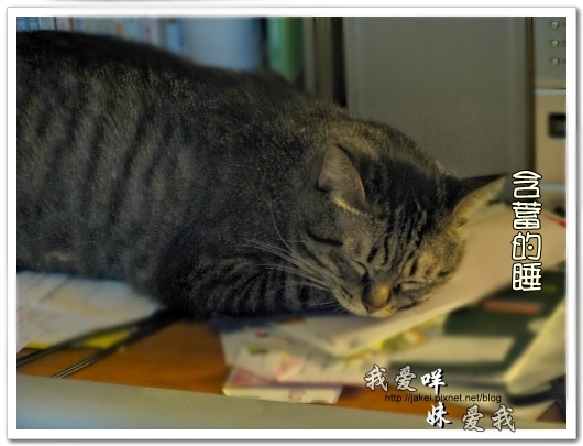 100507 肚菇班貓 22.jpg 100507 肚菇班貓 22.jpg