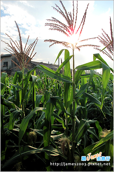 [雲林景點] 虎尾彩繪剪紙藝術村01.JPG