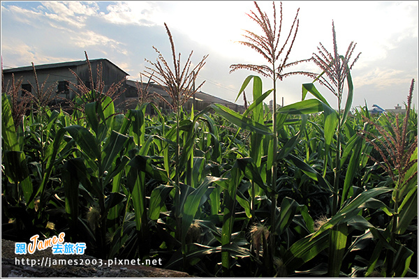 [雲林景點] 虎尾彩繪剪紙藝術村03.JPG