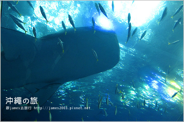 【沖繩之旅】海洋博公園-沖繩美麗海水族館40.JPG 【沖繩之旅】海洋博公園-沖繩美麗海水族館40.JPG