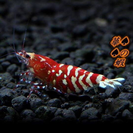 華之蝦.jpg 華之蝦.jpg