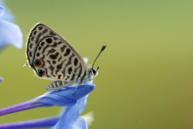角紋小灰(角紋灰)蝶 角紋小灰(角紋灰)蝶