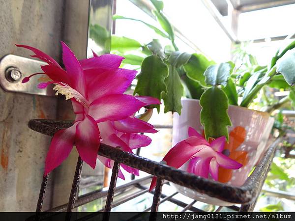 螃蟹蘭開花_5.JPG 螃蟹蘭開花_5.JPG
