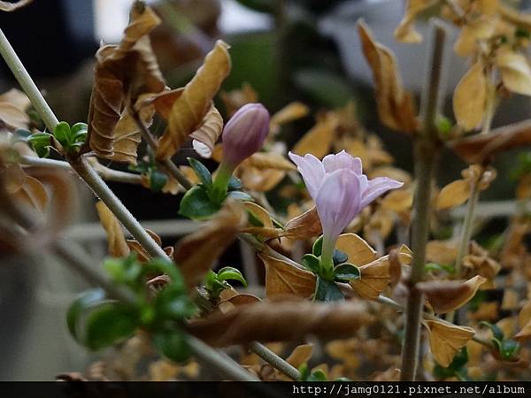 丁香開花_1.jpg 丁香開花_1.jpg