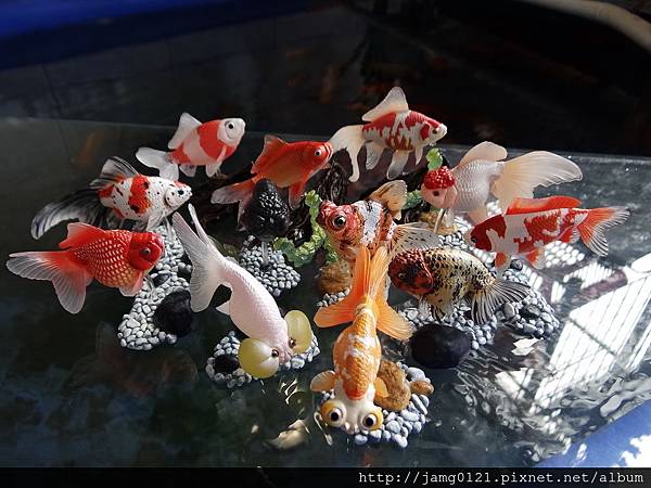 原色鑑賞魚圖鑑Ⅰ改訂增補版_47.JPG 原色鑑賞魚圖鑑Ⅰ改訂增補版_47.JPG