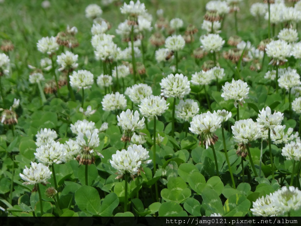 白花苜蓿_01.JPG 白花苜蓿_01.JPG