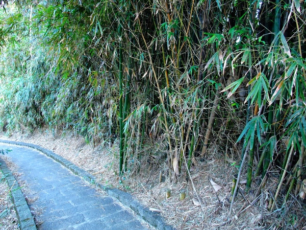 竹林小徑