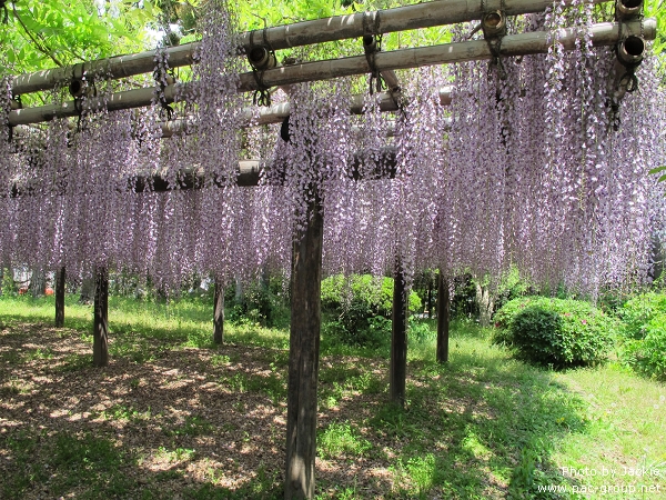平等院 (2).jpg 平等院 (2).jpg