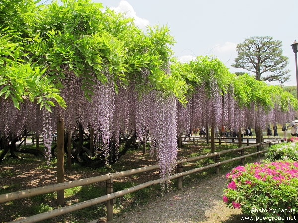 平等院 (4).jpg 平等院 (4).jpg