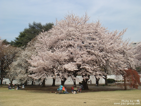 佐倉城址公園 (2).jpg 佐倉城址公園 (2).jpg