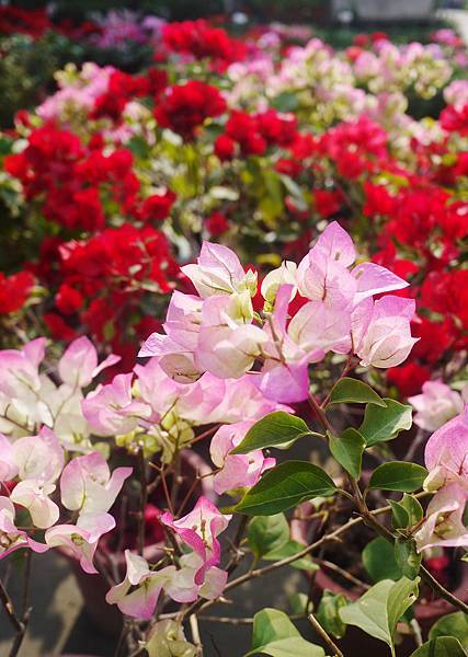 P1120329.JPG P1120329.JPG