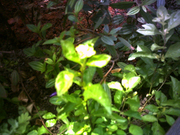 PICT0002.JPG PICT0002.JPG