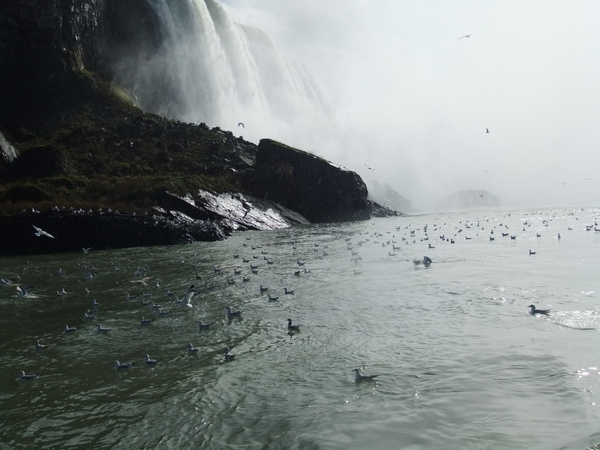 DSCF0833.JPG DSCF0833.JPG