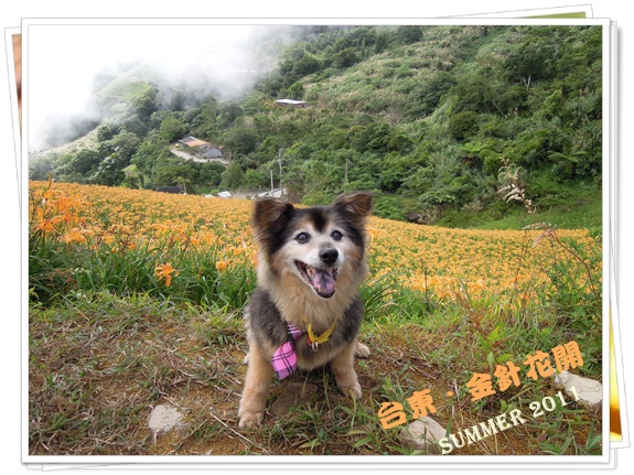 台東.JPG 台東.JPG