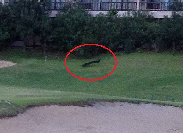 IMG_5554_cr.jpg IMG_5554_cr.jpg