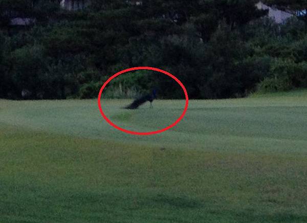 IMG_5553_cr.jpg IMG_5553_cr.jpg