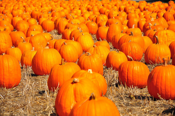 Pumpkins.jpg