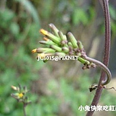 黃鵪菜,別名:山根龍、山菠薐、山芥菜、山瓜茶,山刈菜、一枝香、黃瓜菜、黃花菜、罩壁癀、罩壁蟑螂、苦藥菜、黃花菜、山飛龍、山菘菠、土芥菜、野芥菜、野芥蘭、芥菜仔、臭頭苦苴 黃鵪菜,別名:山根龍、山菠薐、山芥菜、山瓜茶,山刈菜、一枝香、黃瓜菜、黃花菜、罩壁癀、罩壁蟑螂、苦藥菜、黃花菜、山飛龍、山菘菠、土芥菜、野芥菜、野芥蘭、芥菜仔、臭頭苦苴