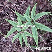 芒萁,別名:芒萁骨、小裏白、小羊齒、山蕨、三叉齒朵、蜈蚣草、鐵芒萁、欽芒萁、芼仔、山旺芼仔、毛枝、毛萁、草芒、烏萁、雞毛蕨 芒萁,別名:芒萁骨、小裏白、小羊齒、山蕨、三叉齒朵、蜈蚣草、鐵芒萁、欽芒萁、芼仔、山旺芼仔、毛枝、毛萁、草芒、烏萁、雞毛蕨