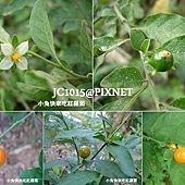 玉珊瑚,別名:毛葉冬珊瑚、毛冬珊瑚、珊瑚櫻、珊瑚豆、珊瑚子、紅珊瑚、冬珊瑚、野辣茄、野海椒、聖誕果、全椒、刺石榴、陽海椒、辣子草、樹天泡、耶路撒冷櫻桃、瑪瑙株、岩海椒『貴州藥植錄』、海茄子、秋珊瑚 玉珊瑚,別名:毛葉冬珊瑚、毛冬珊瑚、珊瑚櫻、珊瑚豆、珊瑚子、紅珊瑚、冬珊瑚、野辣茄、野海椒、聖誕果、全椒、刺石榴、陽海椒、辣子草、樹天泡、耶路撒冷櫻桃、瑪瑙株、岩海椒『貴州藥植錄』、海茄子、秋珊瑚