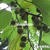構樹,別名:鈔票樹、鹿仔樹、穀樹、穀漿樹、穀桃、殼木子、楮實子、奶樹、構木、噹噹樹、楮樹、紙木、Koritsatsa(排灣)、Bisiyoppu(泰雅) 構樹,別名:鈔票樹、鹿仔樹、穀樹、穀漿樹、穀桃、殼木子、楮實子、奶樹、構木、噹噹樹、楮樹、紙木、Koritsatsa(排灣)、Bisiyoppu(泰雅)
