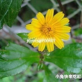 南美蟛蜞菊,別名:三裂葉蟛蜞菊、美洲蟛蜞菊、維多利亞菊、穿地龍、地錦花、黃花蜜菜 南美蟛蜞菊,別名:三裂葉蟛蜞菊、美洲蟛蜞菊、維多利亞菊、穿地龍、地錦花、黃花蜜菜
