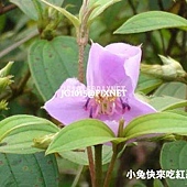 野牡丹,別名:山石榴、不留行、王不留、王不留行、九螺仔花、大金香爐、山石榴、金石榴、金榭榴、埔筆仔、不留行、狗力仔頭(以上為台灣習用名稱); 野牡丹,別名:山石榴、不留行、王不留、王不留行、九螺仔花、大金香爐、山石榴、金石榴、金榭榴、埔筆仔、不留行、狗力仔頭(以上為台灣習用名稱);