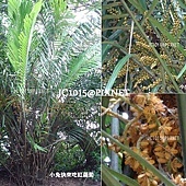 山棕,別名:虎尾棕、黑棕、棕榔、棕節、桄椰子、山椰子、台灣砂糖椰子、散尾葵、矮桄榔、香桄榔 山棕,別名:虎尾棕、黑棕、棕榔、棕節、桄椰子、山椰子、台灣砂糖椰子、散尾葵、矮桄榔、香桄榔
