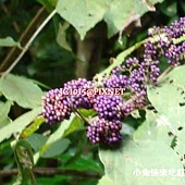 杜虹花,別名:粗糠仔、毛將軍、大丁黃、臺灣紫珠、白粗糠仔、白粗糠樹、粗糠樹、黃襖婆、燈黃、山檳榔、螃蟹花(因其開花有如螃蟹吐的白沫而得名) 杜虹花,別名:粗糠仔、毛將軍、大丁黃、臺灣紫珠、白粗糠仔、白粗糠樹、粗糠樹、黃襖婆、燈黃、山檳榔、螃蟹花(因其開花有如螃蟹吐的白沫而得名)