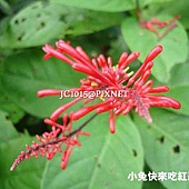 紅樓花,別名:紅筒花 紅樓花,別名:紅筒花