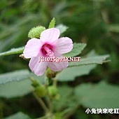 紅花虱母子,別名:大梵天花、虱母頭、虱母子頭、虱姆草、虱母子草、三腳破、殺母、野棉花(以上為台灣習用名稱);地桃花、紅花地桃花、肖梵天花、野棉花、狗腳跡、大梅花樹、刺頭婆、癡頭婆、紅黐頭婆、天下錐(捶)、八卦攔路虎、假桃花、野梅花、粘油子、八角草、八卦草、迷馬樁、野桃花、焚尚花、羊帶來、羊帶歸、羊負來、蝨麻頭、寄馬椿、紅孩兒、石松毛、牛毛七、半邊月、拔膿膏、大梅花樹、野茄子、山茄簸、油玲花、土杜仲、野桐喬、山棋菜、刀傷藥、肖梵天花、三角風、桃子草、千下錘、大迷馬樁棵、土黃耆、巴巴葉、窩吼、地馬椿、蒼耳子、老蒼子、蒼子、枲耳、蒼刺頭、毛蒼子、癡頭猛、地葵、爵耳、豬耳、進賢菜、野落蘇 紅花虱母子,別名:大梵天花、虱母頭、虱母子頭、虱姆草、虱母子草、三腳破、殺母、野棉花(以上為台灣習用名稱);地桃花、紅花地桃花、肖梵天花、野棉花、狗腳跡、大梅花樹、刺頭婆、癡頭婆、紅黐頭婆、天下錐(捶)、八卦攔路虎、假桃花、野梅花、粘油子、八角草、八卦草、迷馬樁、野桃花、焚尚花、羊帶來、羊帶歸、羊負來、蝨麻頭、寄馬椿、紅孩兒、石松毛、牛毛七、半邊月、拔膿膏、大梅花樹、野茄子、山茄簸、油玲花、土杜仲、野桐喬、山棋菜、刀傷藥、肖梵天花、三角風、桃子草、千下錘、大迷馬樁棵、土黃耆、巴巴葉、窩吼、地馬椿、蒼耳子、老蒼子、蒼子、枲耳、蒼刺頭、毛蒼子、癡頭猛、地葵、爵耳、豬耳、進賢菜、野落蘇