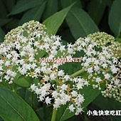 冇骨消,別名:台灣蒴藋、蒴藋、七葉蓮、七珊瑚花、珊瑚花、陸英、接骨草 冇骨消,別名:台灣蒴藋、蒴藋、七葉蓮、七珊瑚花、珊瑚花、陸英、接骨草
