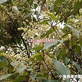 白匏子,別名:白背樹、白背葉、白匏、白葉仔、白面風(台灣)、白鶴葉、白面戟、白桃葉、酒藥子樹、白膜樹、白葉野桐、白泡樹、白面簡、白鶴樹、白帽頂、安南野桐、穗花山桐、微笑樹、柿糊、帽頂、花山桐、Ruhanparakoi(泰雅)、Tikkau(排灣) 白匏子,別名:白背樹、白背葉、白匏、白葉仔、白面風(台灣)、白鶴葉、白面戟、白桃葉、酒藥子樹、白膜樹、白葉野桐、白泡樹、白面簡、白鶴樹、白帽頂、安南野桐、穗花山桐、微笑樹、柿糊、帽頂、花山桐、Ruhanparakoi(泰雅)、Tikkau(排灣)
