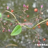 假人參,別名:土人參、土高麗、水人參、土高麗參、參仔葉、參仔草、波世蘭、台灣參、東洋參、參草、土洋參、土紅參、土參、紫人參、福參、櫨蘭 假人參,別名:土人參、土高麗、水人參、土高麗參、參仔葉、參仔草、波世蘭、台灣參、東洋參、參草、土洋參、土紅參、土參、紫人參、福參、櫨蘭