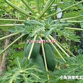 木瓜 木瓜