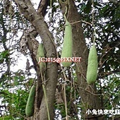 絲瓜 絲瓜
