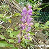 假地豆,別名:野花生、大本山土豆、小槐花、白鈎竿、柏氏小槐花、稗豆、狗尾花 假地豆,別名:野花生、大本山土豆、小槐花、白鈎竿、柏氏小槐花、稗豆、狗尾花