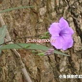 翠蘆莉,別名:紫花蘆利草、蘆莉草、藍花草、日日見花 翠蘆莉,別名:紫花蘆利草、蘆莉草、藍花草、日日見花