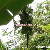 芭蕉 芭蕉