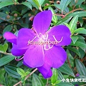 蒂牡花,別名:蒂牡丹、南美野牡丹、豔紫牡丹、翠藍木、紫紺野牡丹、豔紫野牡丹、紫花野牡丹 蒂牡花,別名:蒂牡丹、南美野牡丹、豔紫牡丹、翠藍木、紫紺野牡丹、豔紫野牡丹、紫花野牡丹