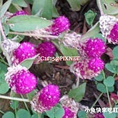 千日紅,別名:千日草、百日紅、千金紅、千年紅、滾水花、球形雞冠花、呂宋菊、蜻蜓紅、圓仔花(台灣) 千日紅,別名:千日草、百日紅、千金紅、千年紅、滾水花、球形雞冠花、呂宋菊、蜻蜓紅、圓仔花(台灣)