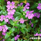 細葉雪茄花,別名:紅丁香、細葉萼距花 細葉雪茄花,別名:紅丁香、細葉萼距花