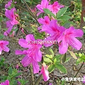 杜鵑花,別名:滿山紅、映山紅、野山紅、照山紅、躑躅 杜鵑花,別名:滿山紅、映山紅、野山紅、照山紅、躑躅